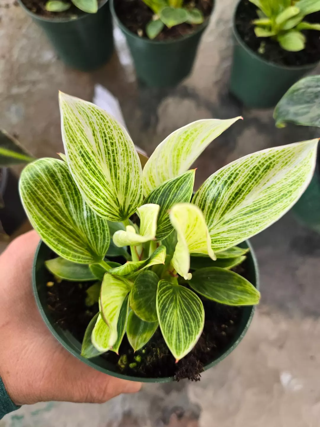 4in Philo birkin GC thumbnail