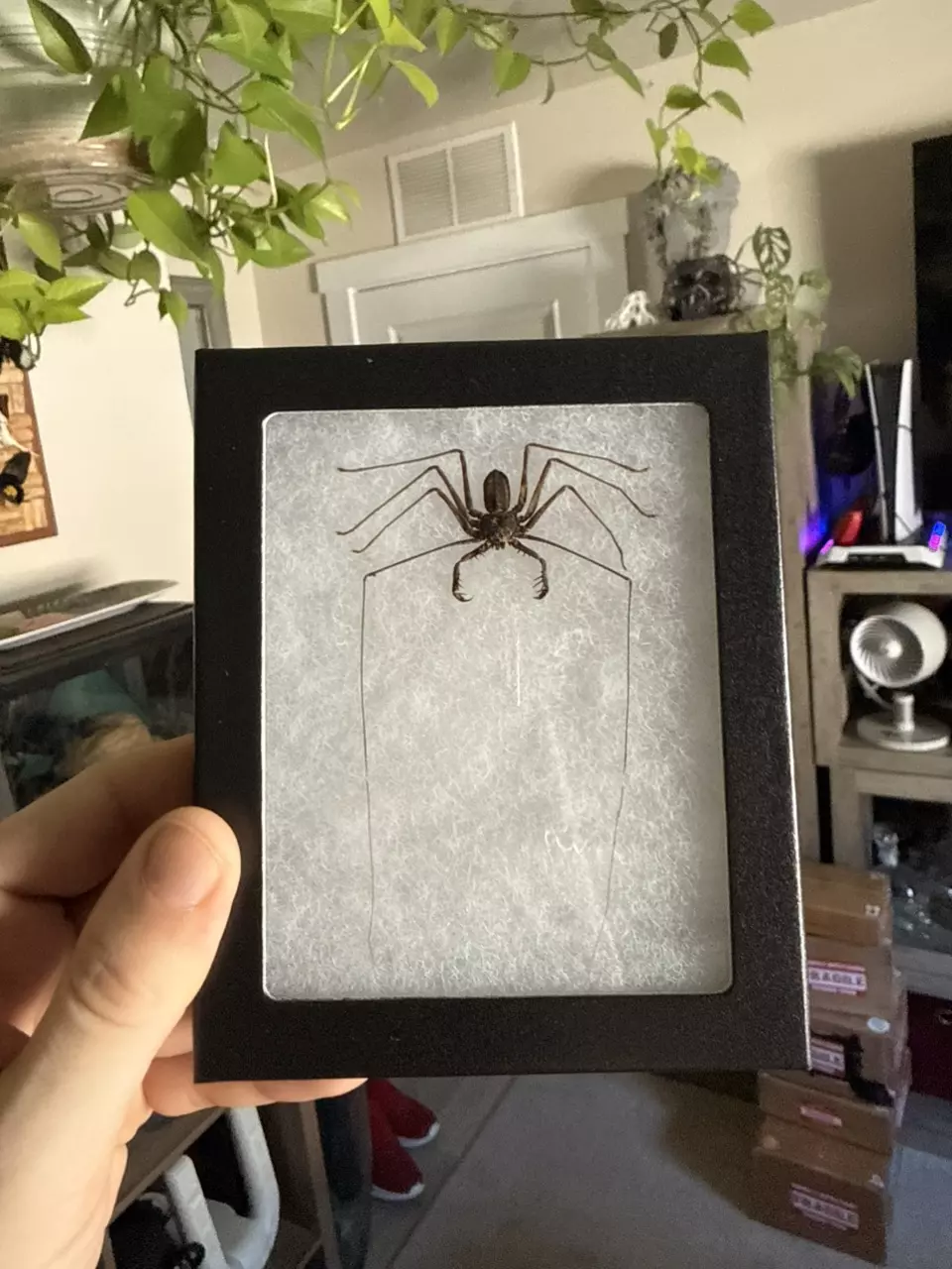 Giant Tailess Whip Scorpion (stygophrynus damnermani) thumbnail