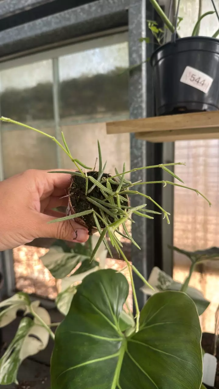 409 Hoya Linearis thumbnail