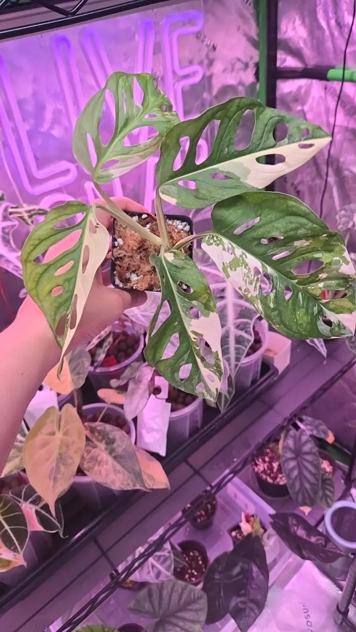 Monstera sp. 3in Adansonii Albo thumbnail