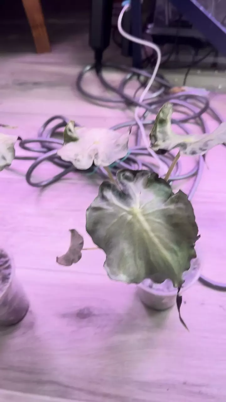 Alocasia venom mama plant thumbnail