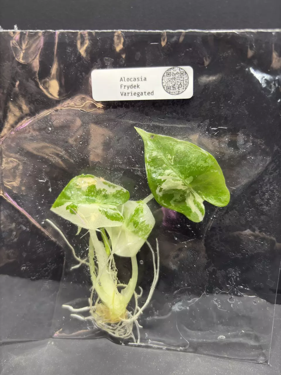 Alocasia Micholitziana Frydek Var Albo Tissue Culture Plant Seller's Choice thumbnail