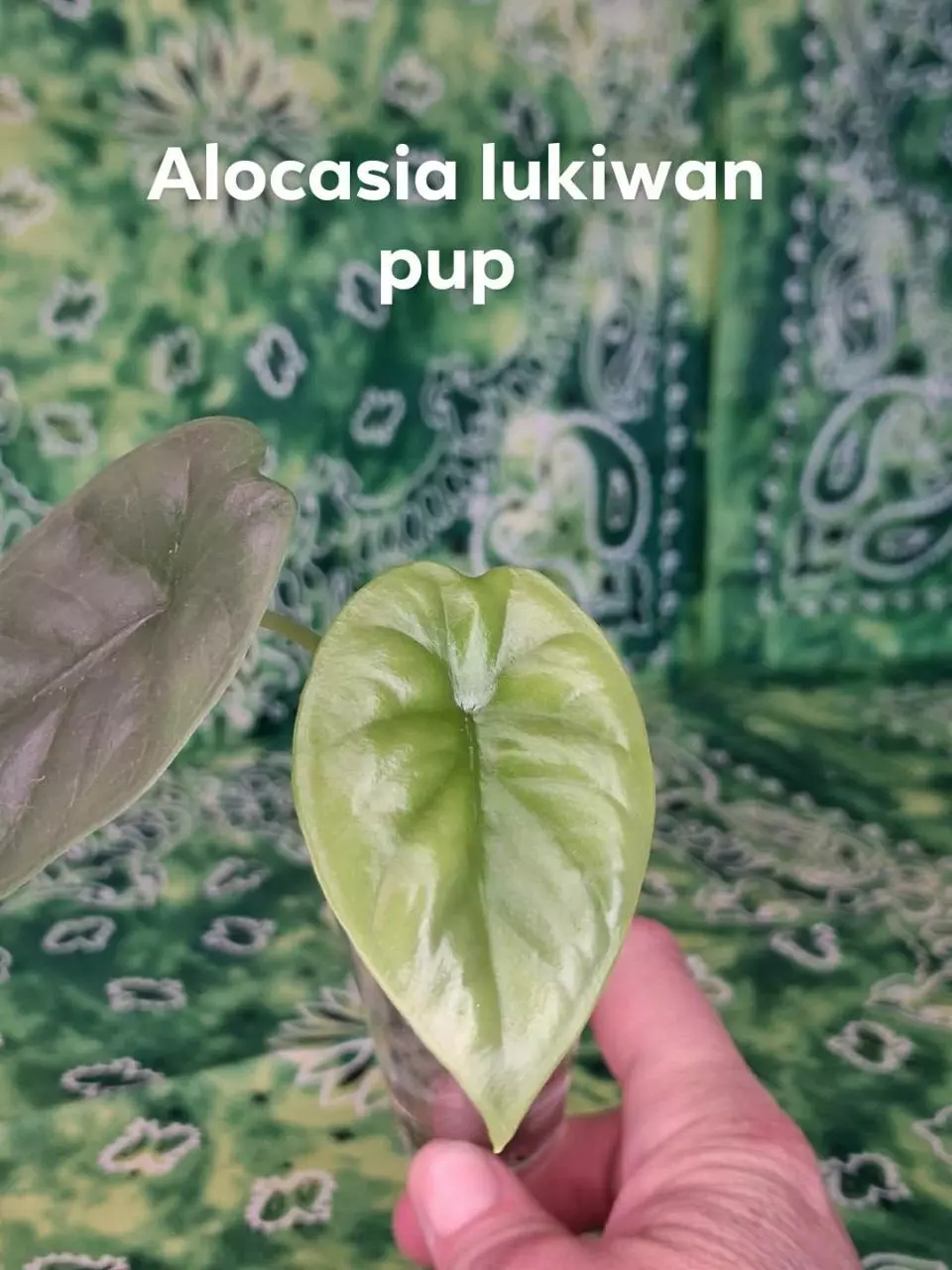 Alocasia Lukiwan green pup thumbnail