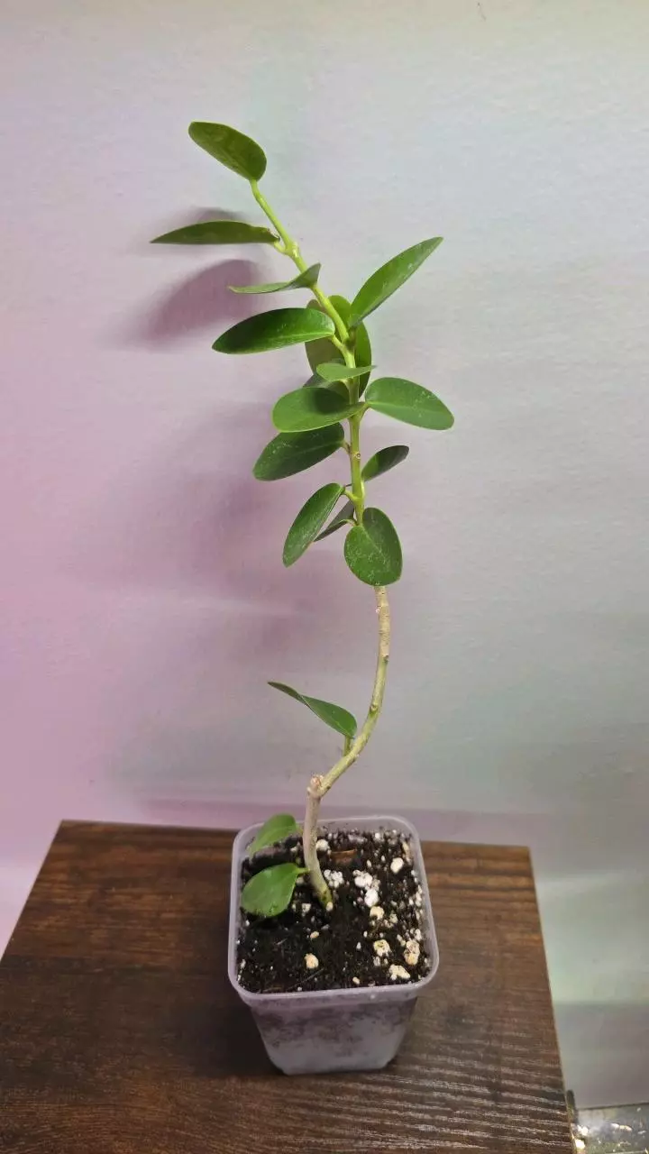 Hoya Cumingiana 728 thumbnail