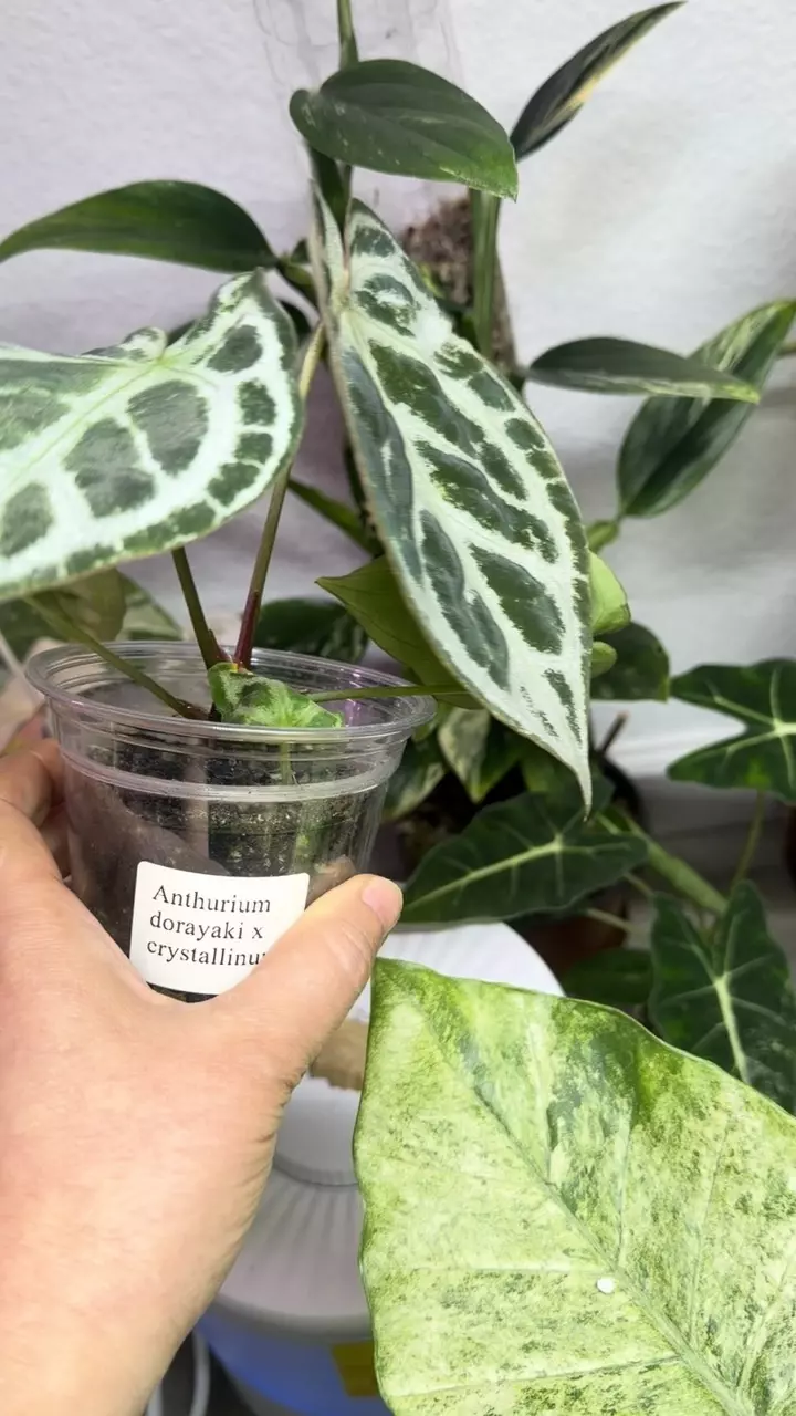 Anthurium
dorayaki%
crystallinum thumbnail