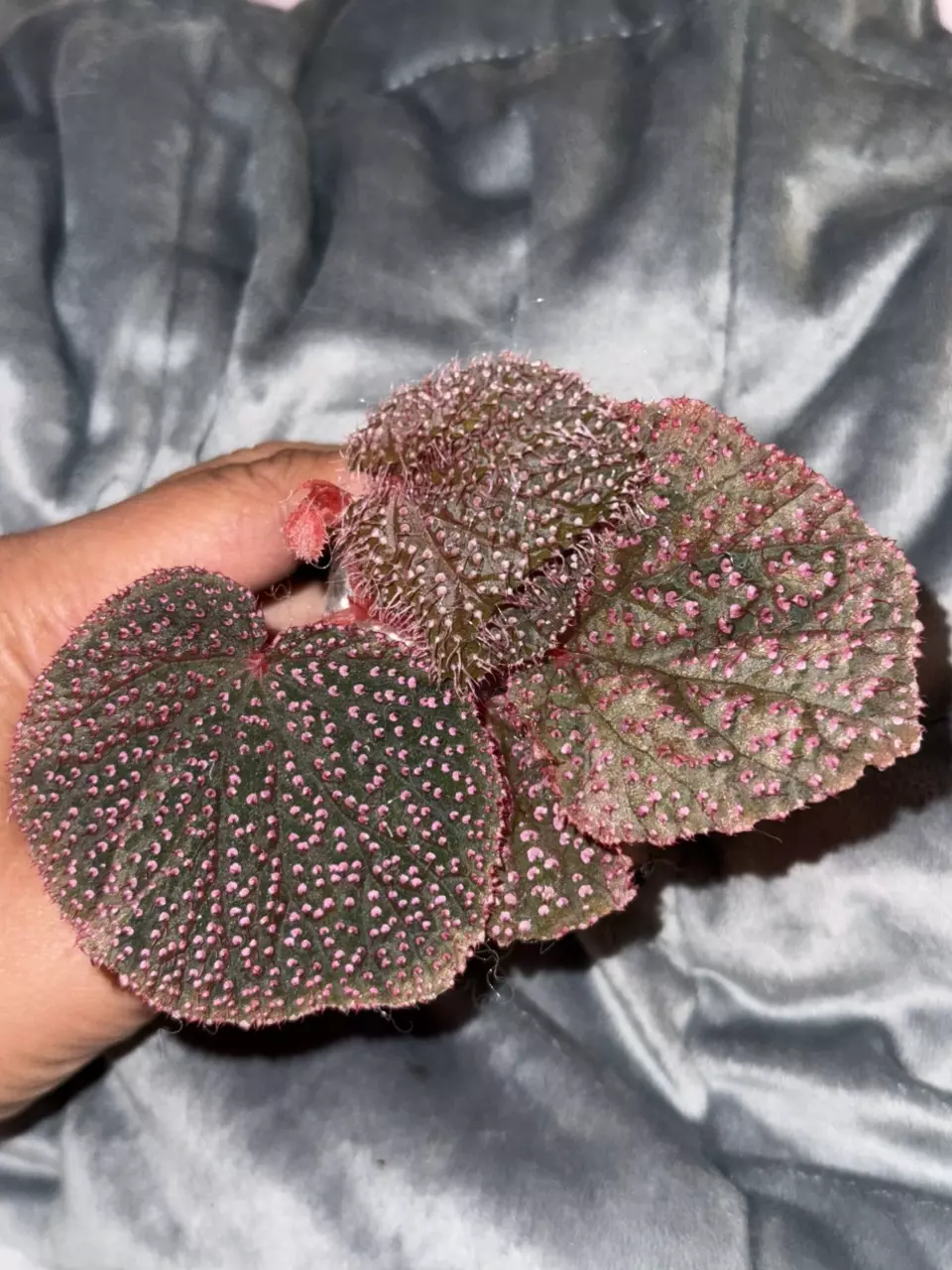 Four Leaf Pink Urchin 💗 thumbnail
