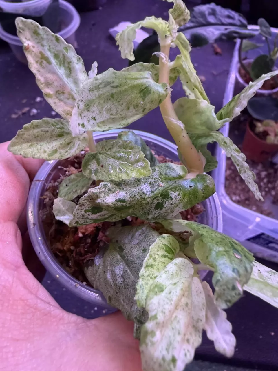 Pellonia repens peppermint var begonia thumbnail