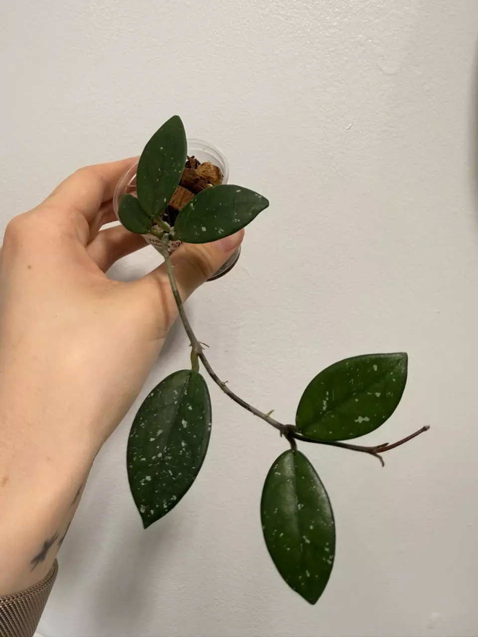 Hoya Wilbur Graves Russia thumbnail