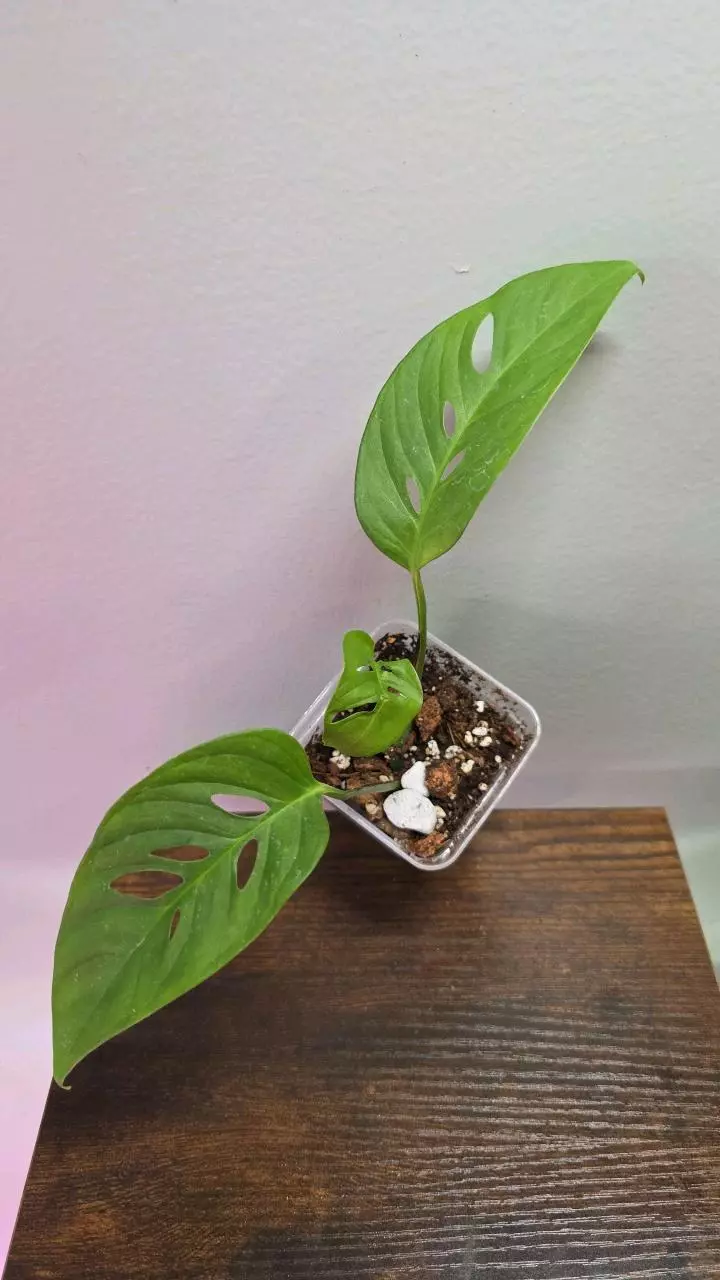 Laniata Double Windows 727 thumbnail