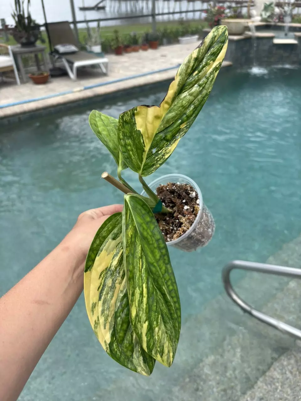 Monstera Peru Variegated 157 thumbnail