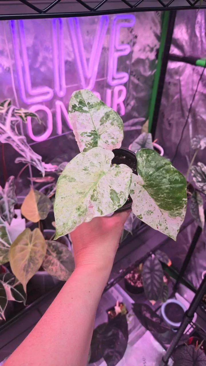 Alocasia sp. 4in Blizzard thumbnail