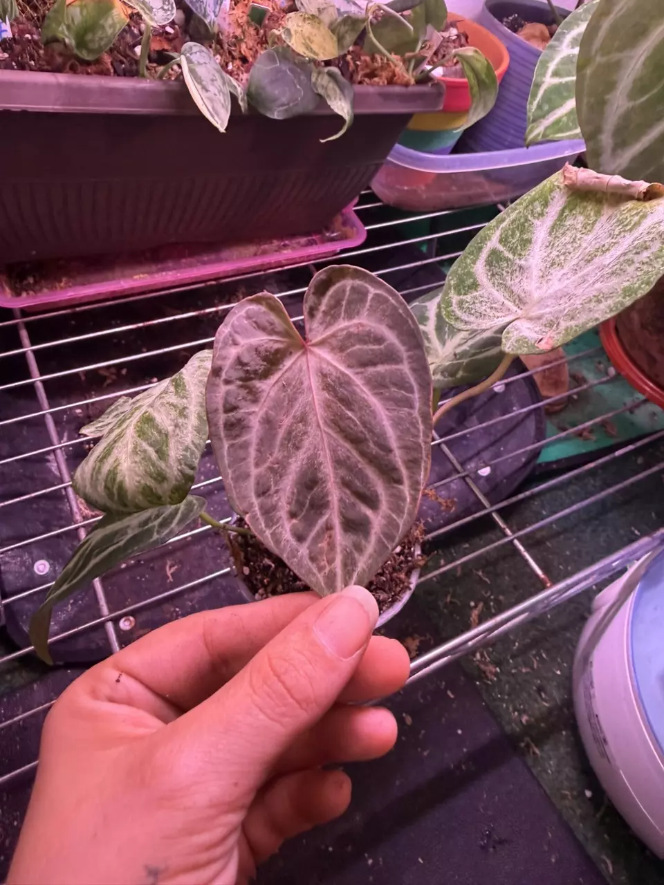 Silver blush “mint” anthurium thumbnail
