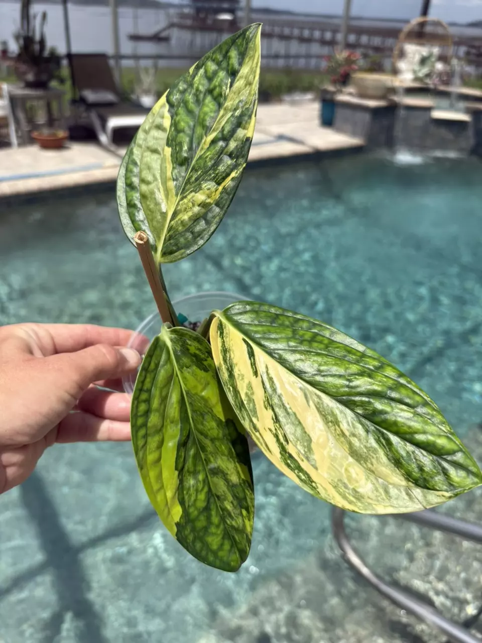 Monstera Peru Variegated 155 thumbnail