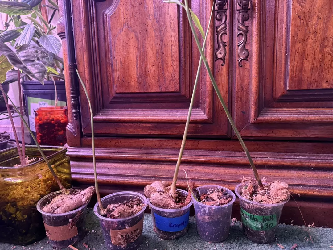 Ginger plant GC thumbnail