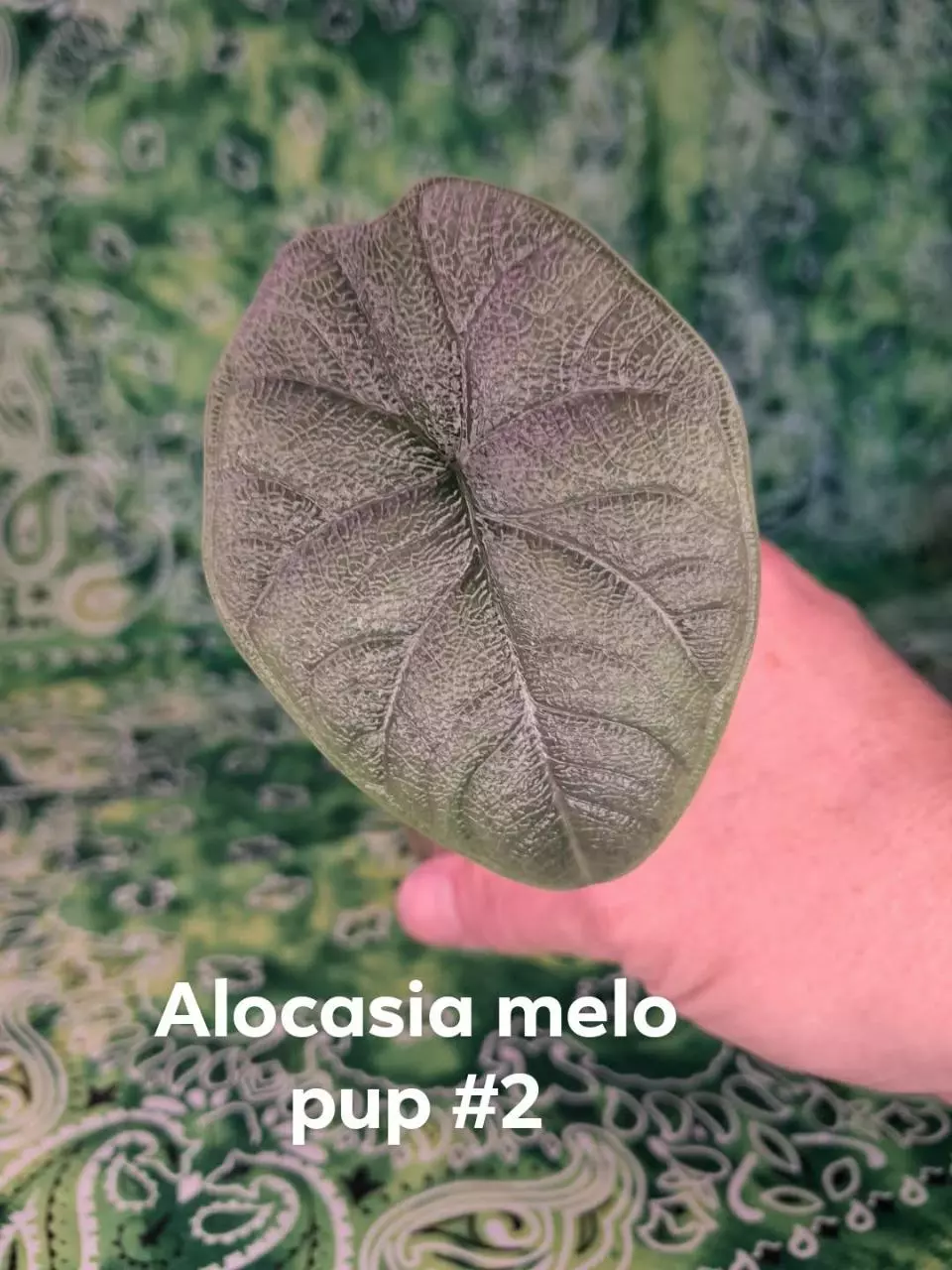 Alocasia Melo Green Pup thumbnail