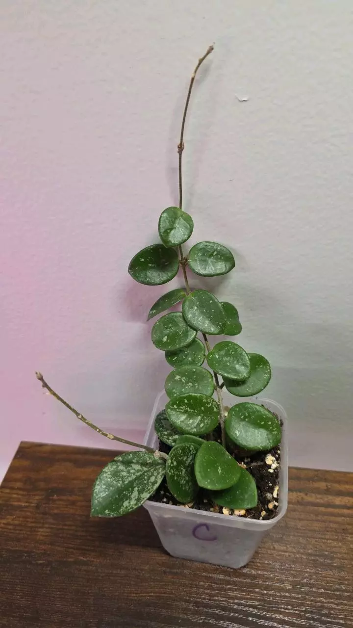 Hoya Matilde Splash Variegated 729 thumbnail