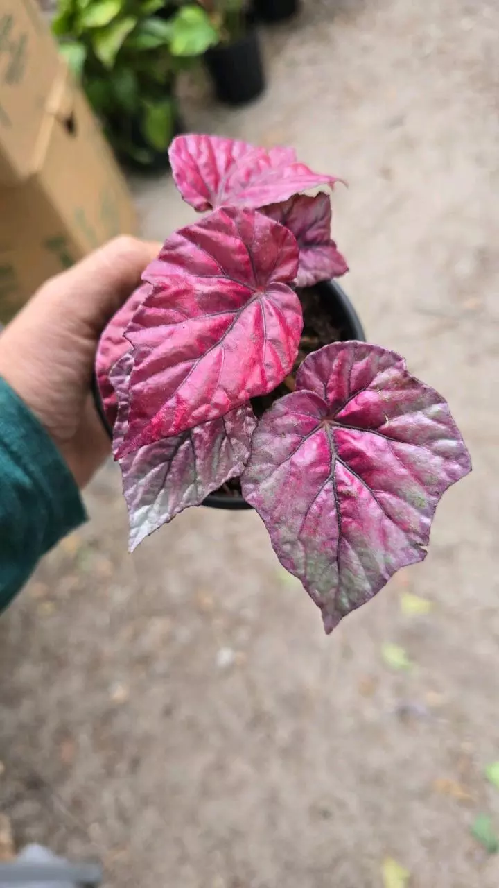 4in Inca Flame GC thumbnail