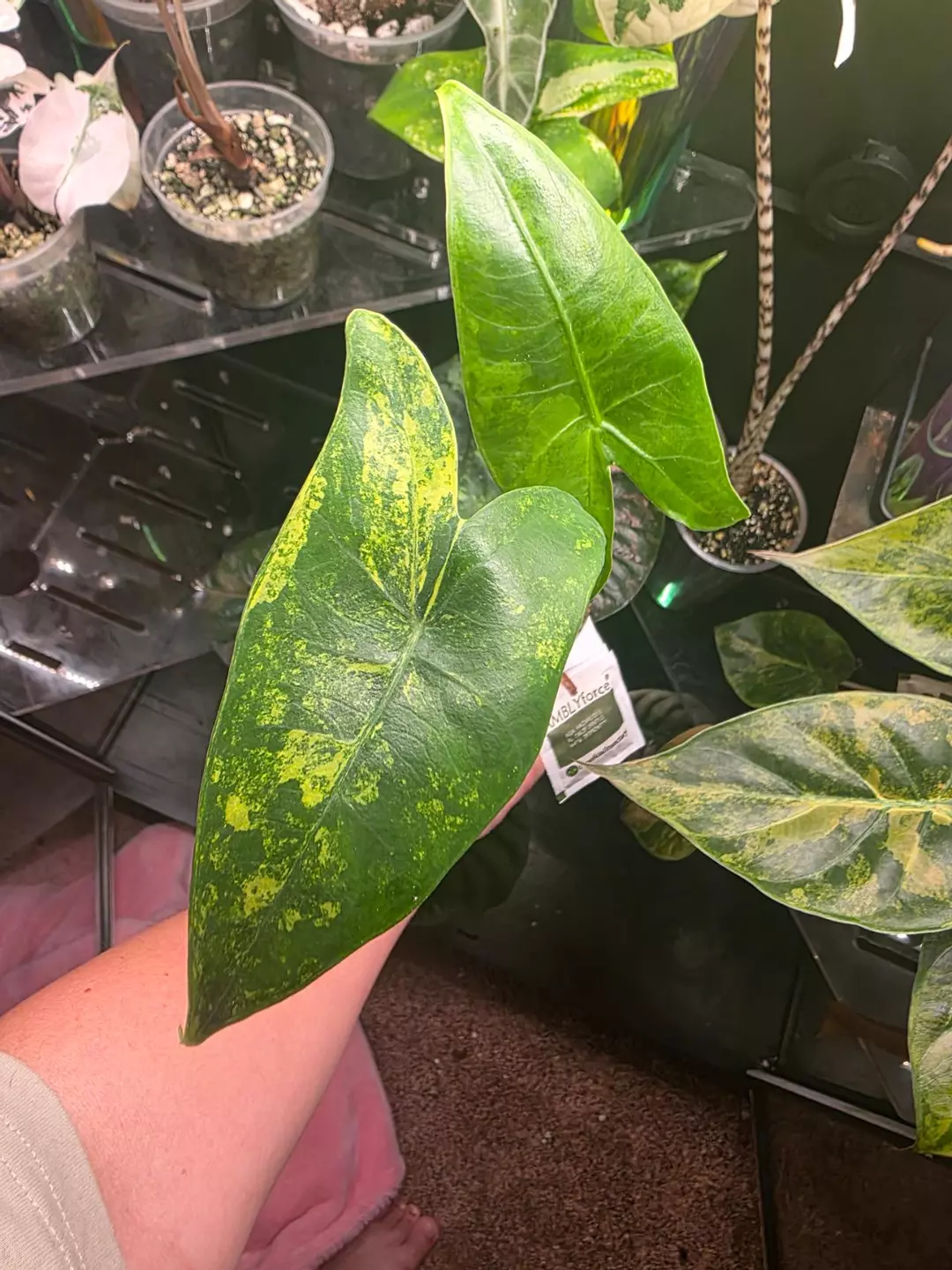 Zebrina Aurea thumbnail