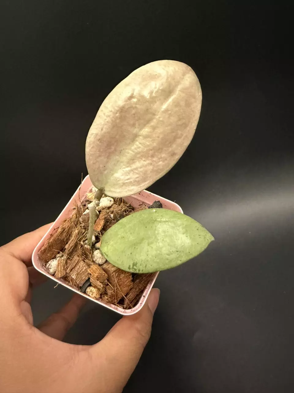 🔥Hoya Trenggalek Silver (Menak Sopal Silver) thumbnail