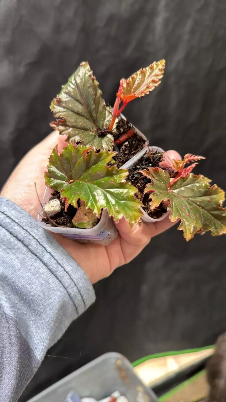 serratipetala begonia growers choice thumbnail