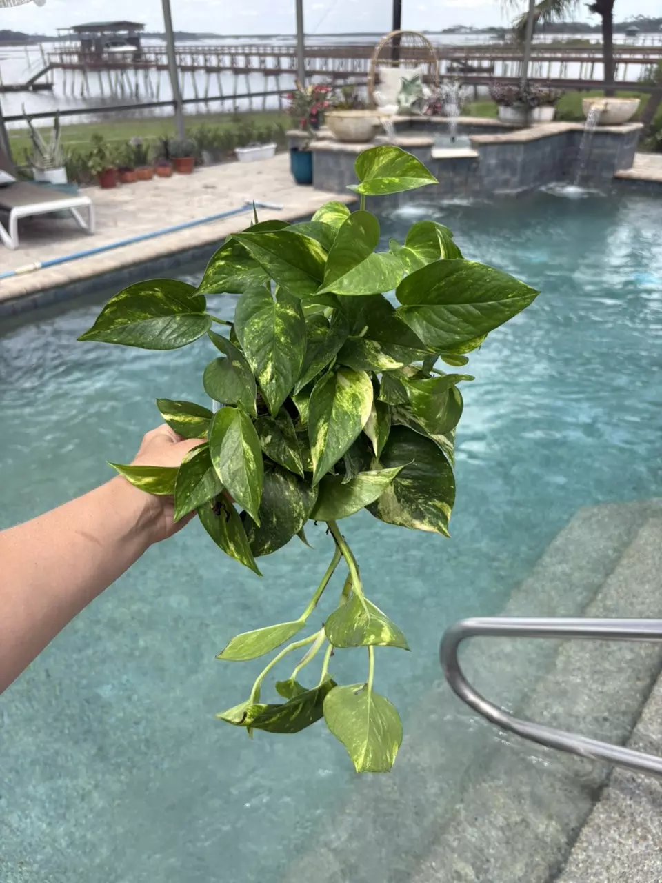 Teruno Bumpy Pothos 63 thumbnail