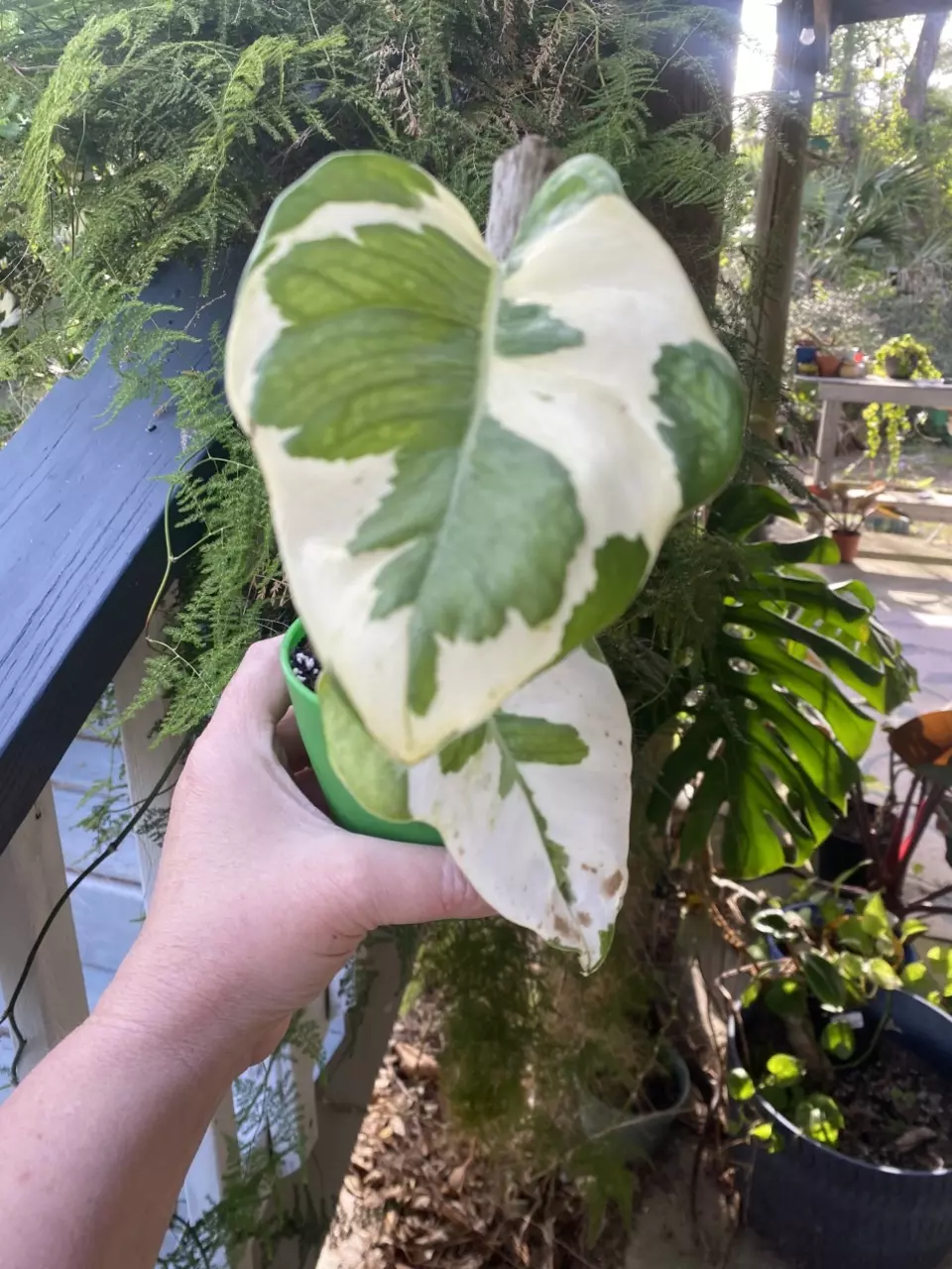NJoy Pothos thumbnail