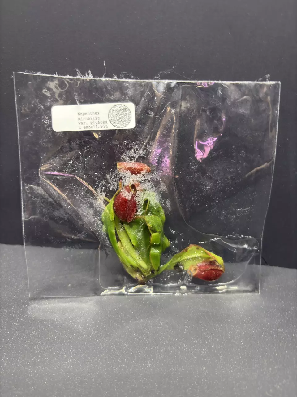 Nepenthes Mirabilis var. Globosa x Ampullaria Tissue Culture thumbnail