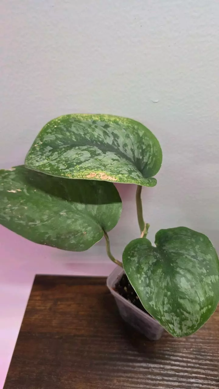 Scindapsus Mt Salak 724 thumbnail