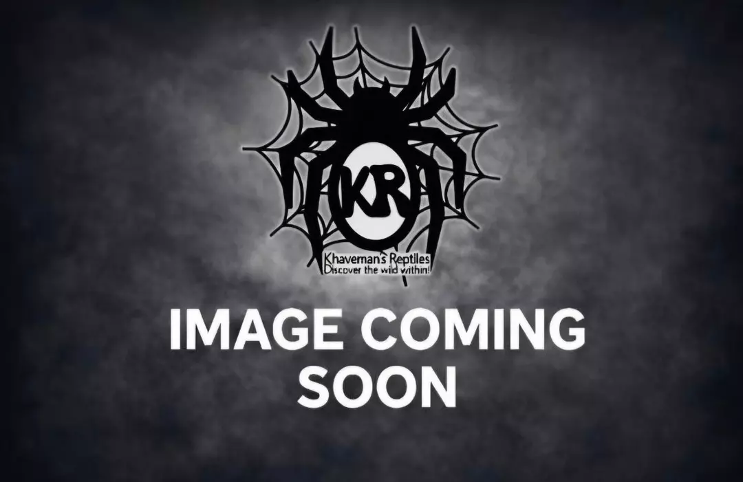 Yellow Bottle Blue (Spinosatibiapalpus sp. Colombia) .25" thumbnail