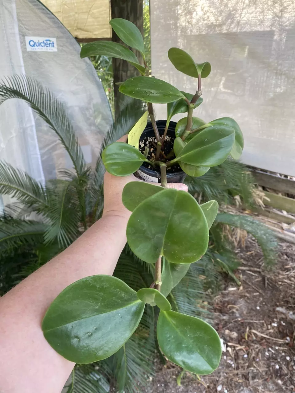 Peperomia Obtusifolia thumbnail