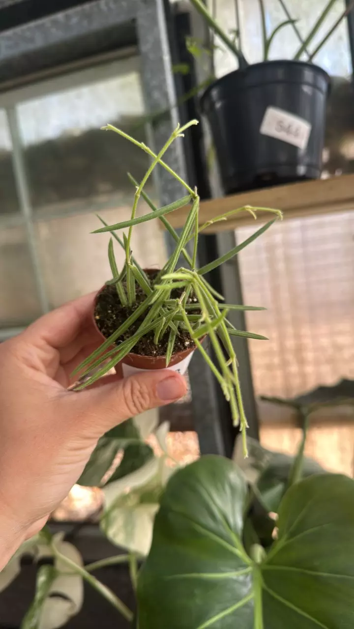 408 Hoya Linearis thumbnail