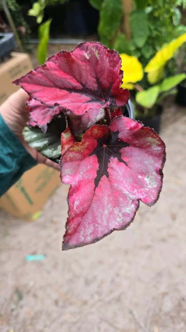 4in Begonia kohala red GC thumbnail