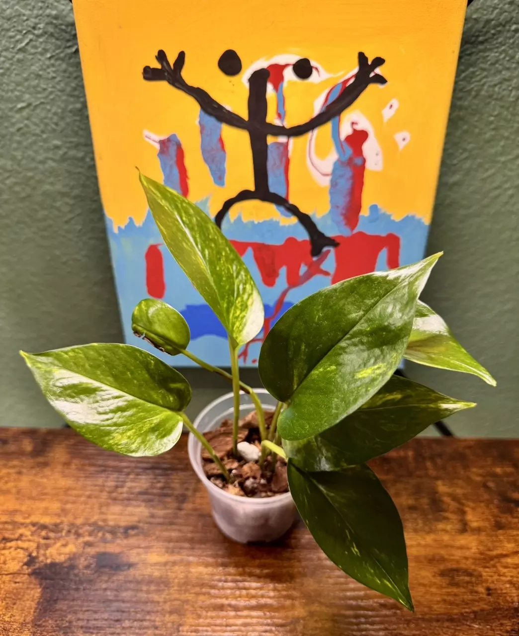 Hawaiian Pothos thumbnail