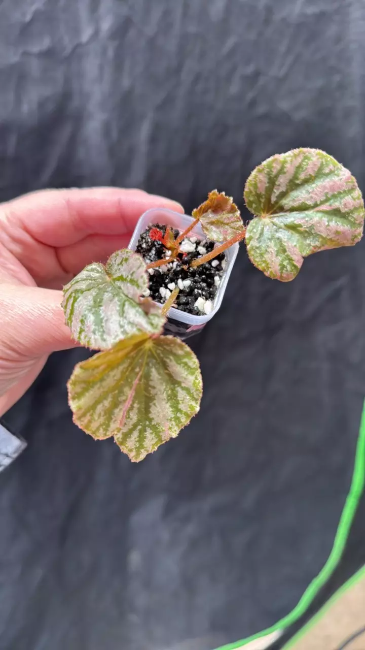 Begonia NOID thumbnail