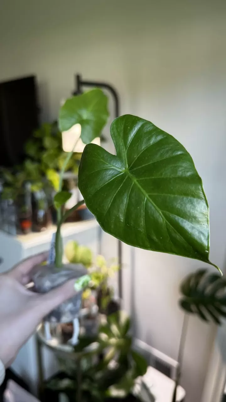 Alocasia Gageana thumbnail