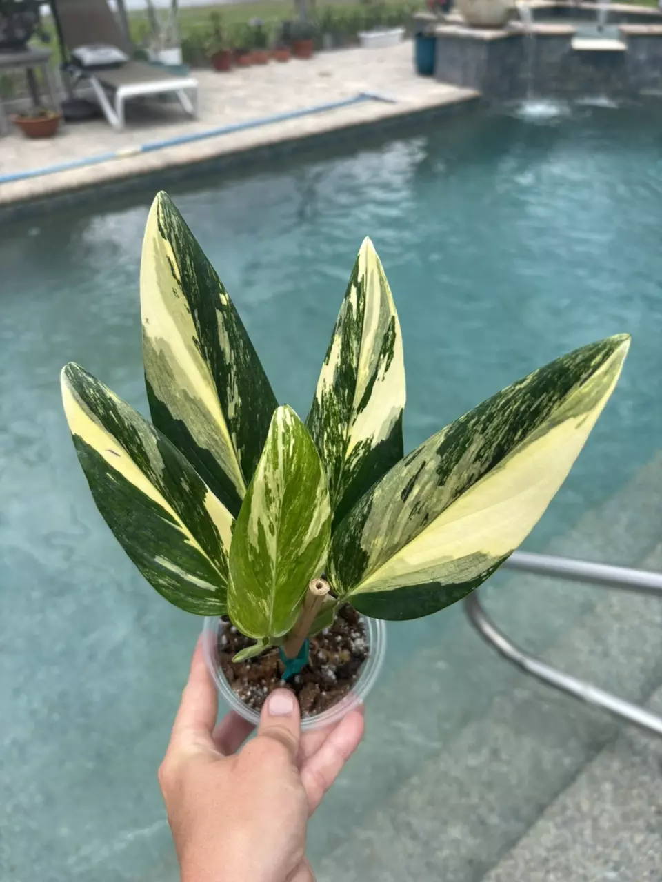 Monstera Standleyana Aurea 145 thumbnail