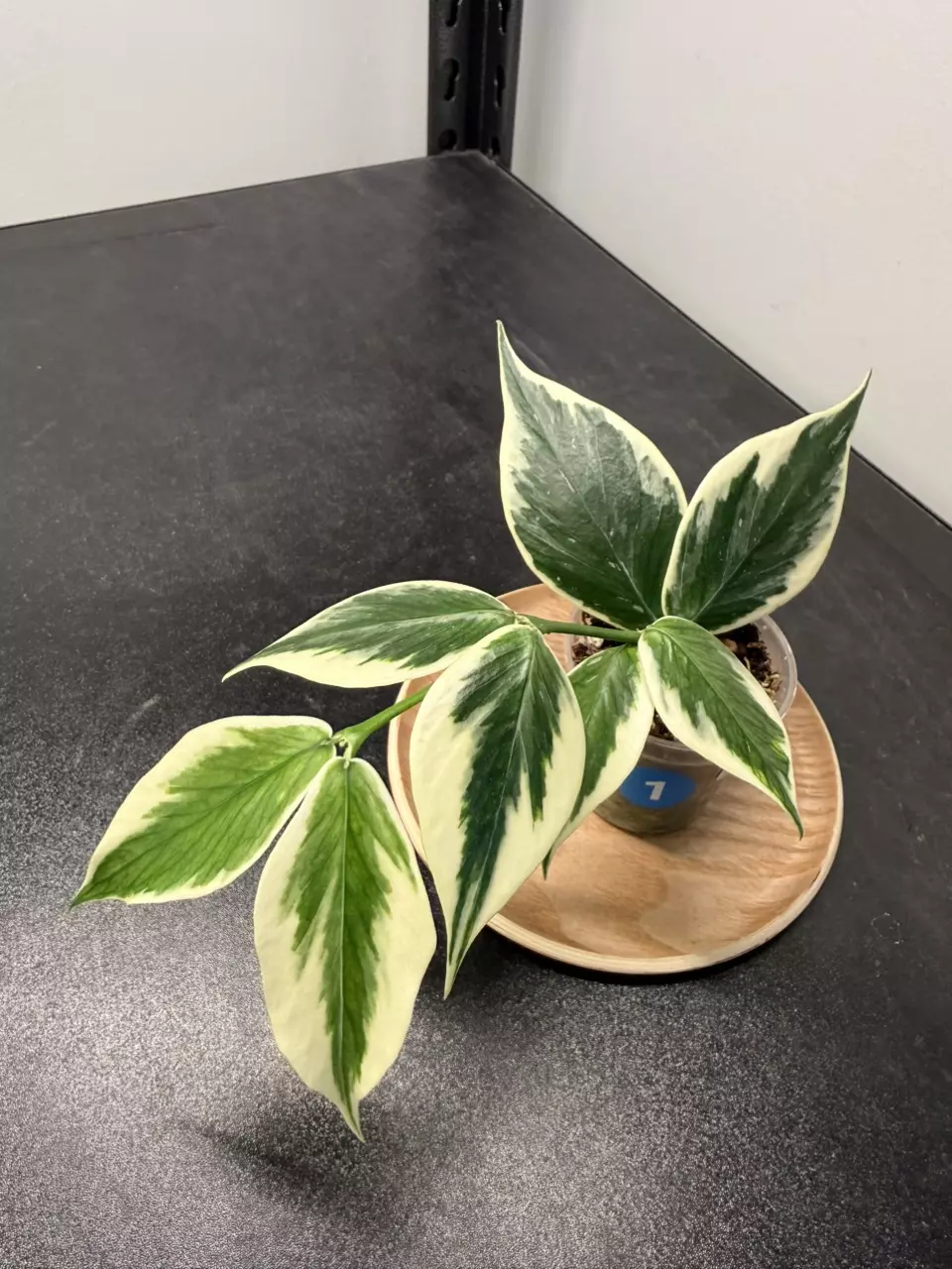 Hoya Polyneura Outer Variegated thumbnail