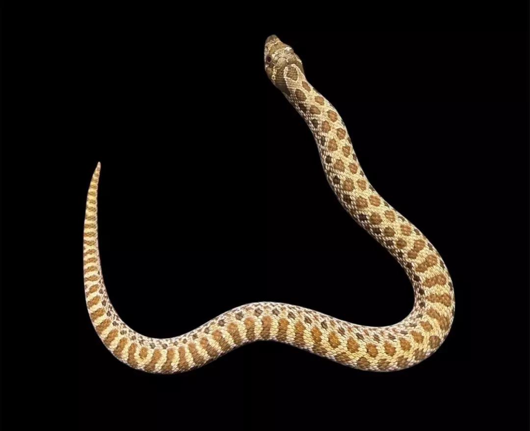 50% SWISS, 66% Snow, Pos Arctic Western Hognose Snake thumbnail