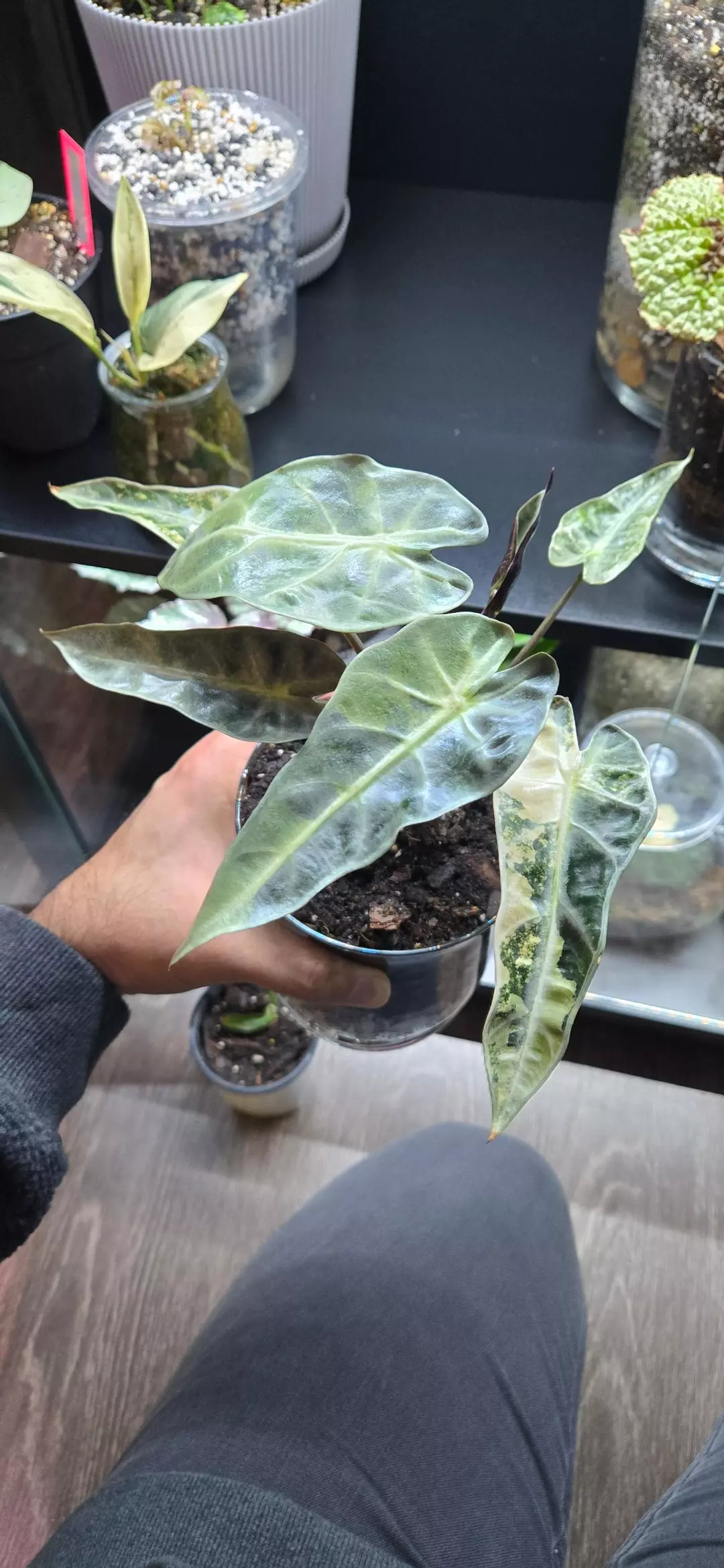 Alocasia Aurea Variegated Bambino Corm *Seller's choice thumbnail