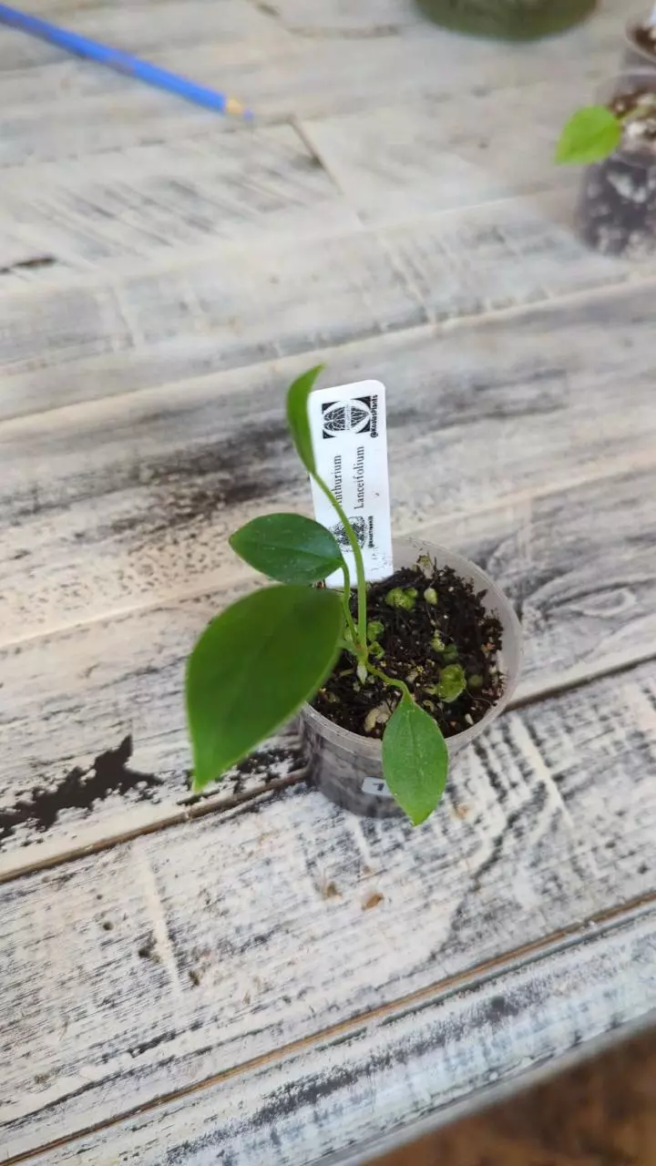 1250 Anthurium Lancifolium thumbnail