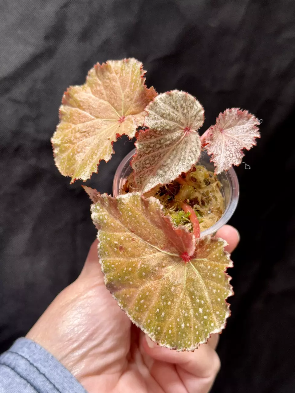 Begonia Rose Quartz thumbnail