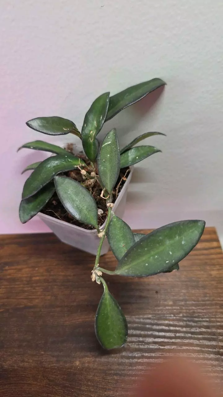 Hoya Rosita (wayetii X tsangii) 723 thumbnail