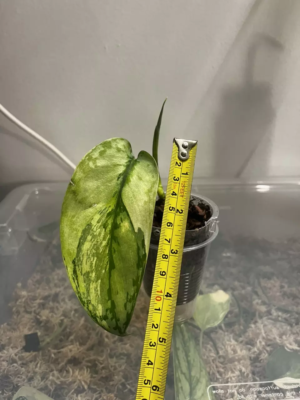 Scindapsus Lakambini thumbnail