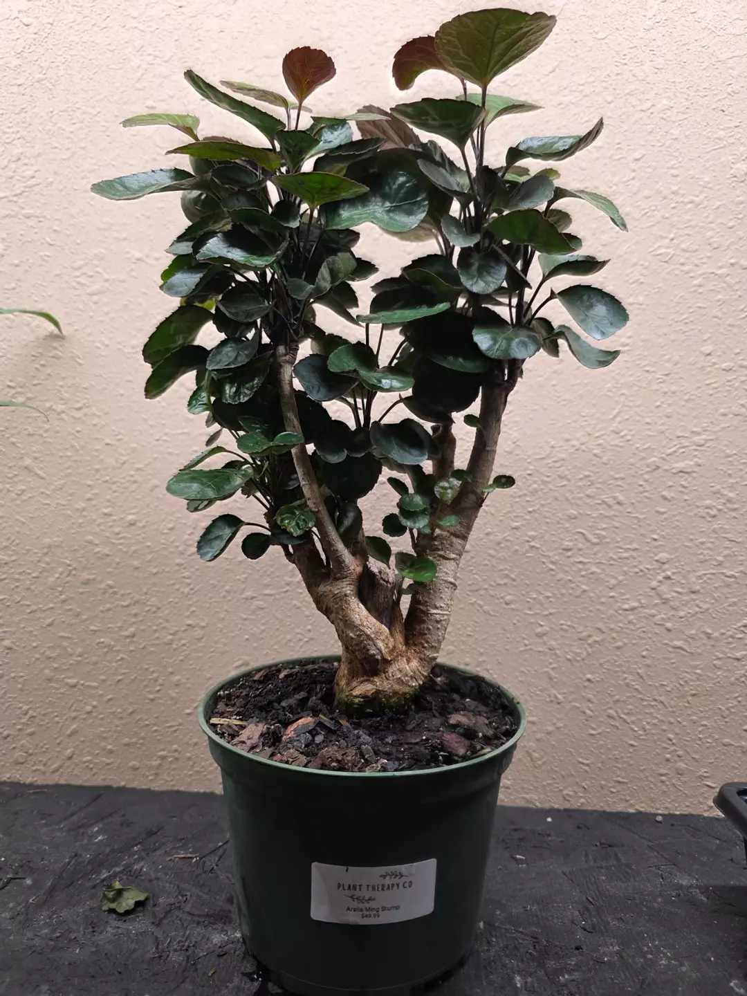 Ming Stump thumbnail