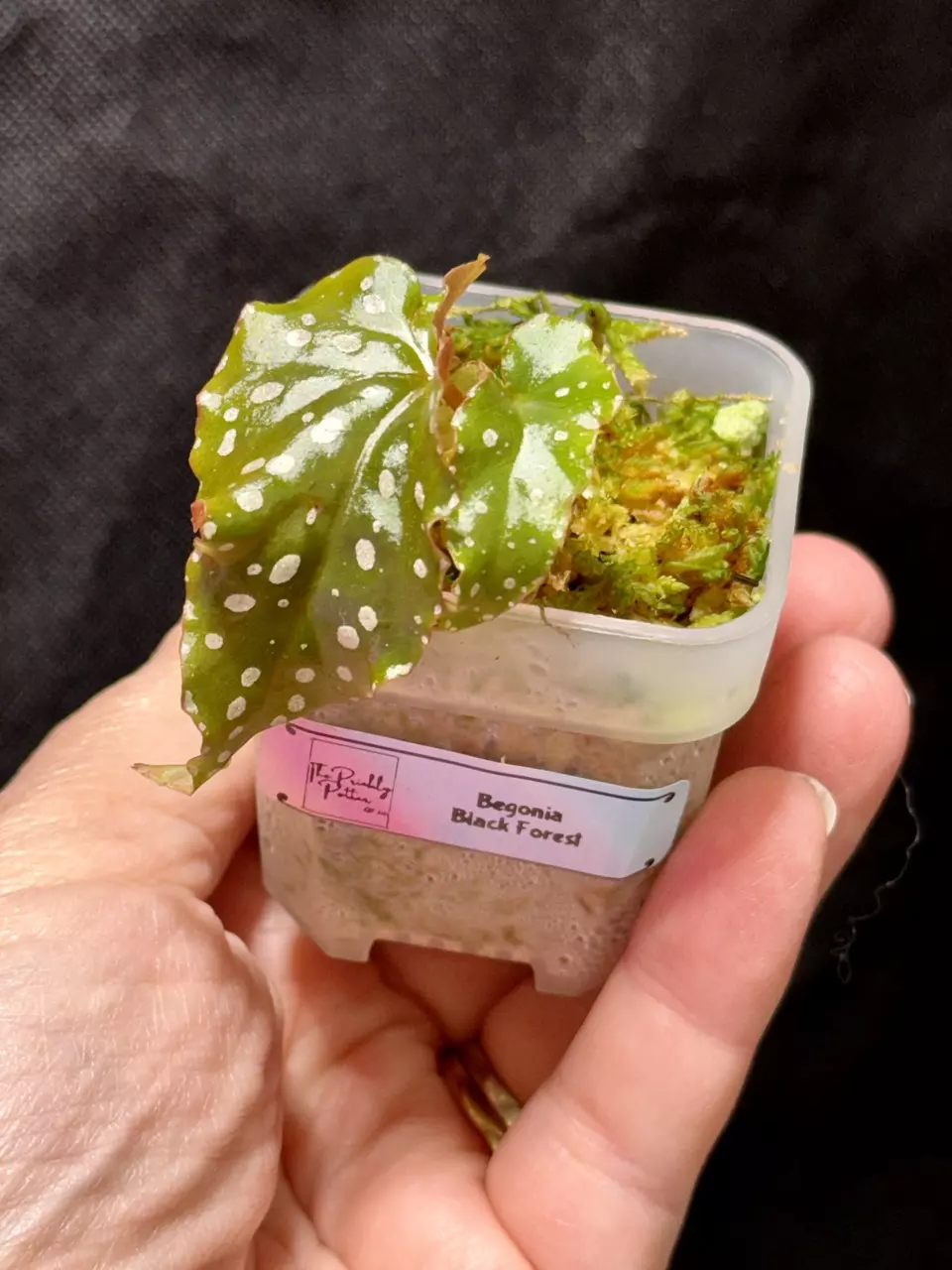 Begonia maculata  “Black Forest” Exact thumbnail