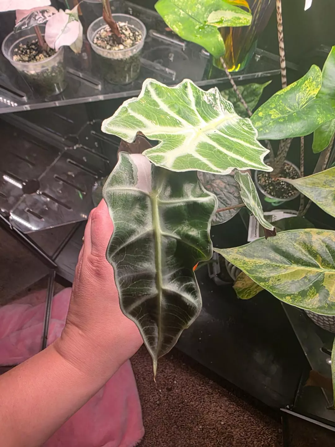 Pink Polly - Low Color thumbnail