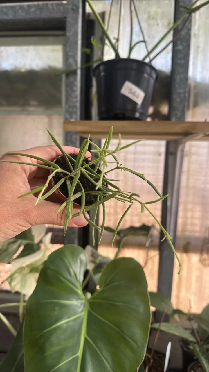 407 Hoya Linearis thumbnail