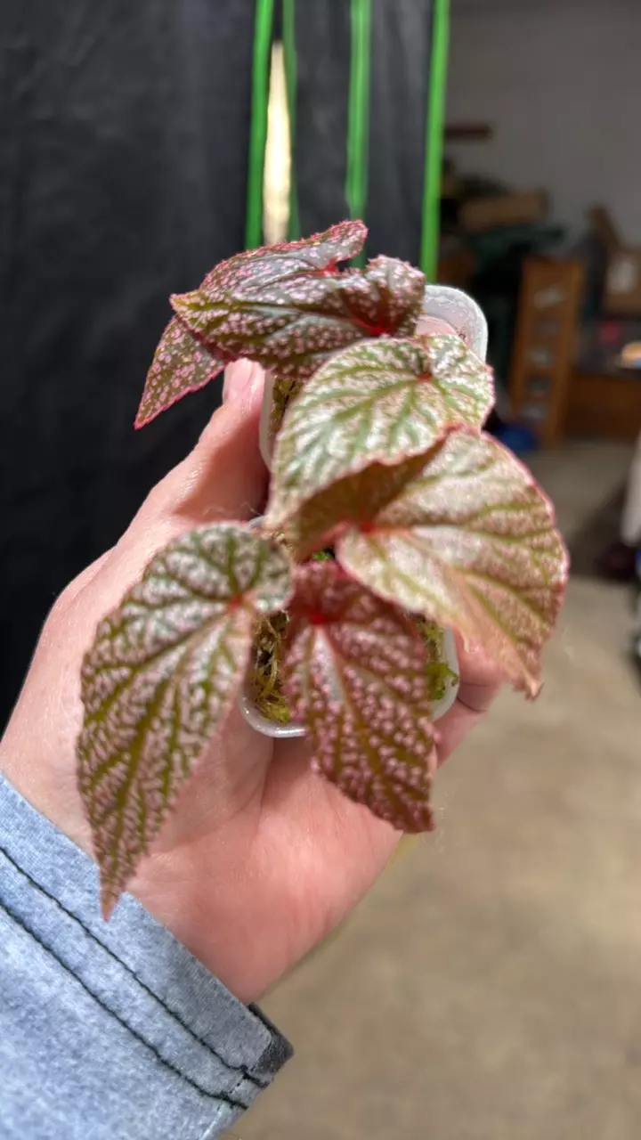 Begonia u062 2” rooted plants growers choice thumbnail