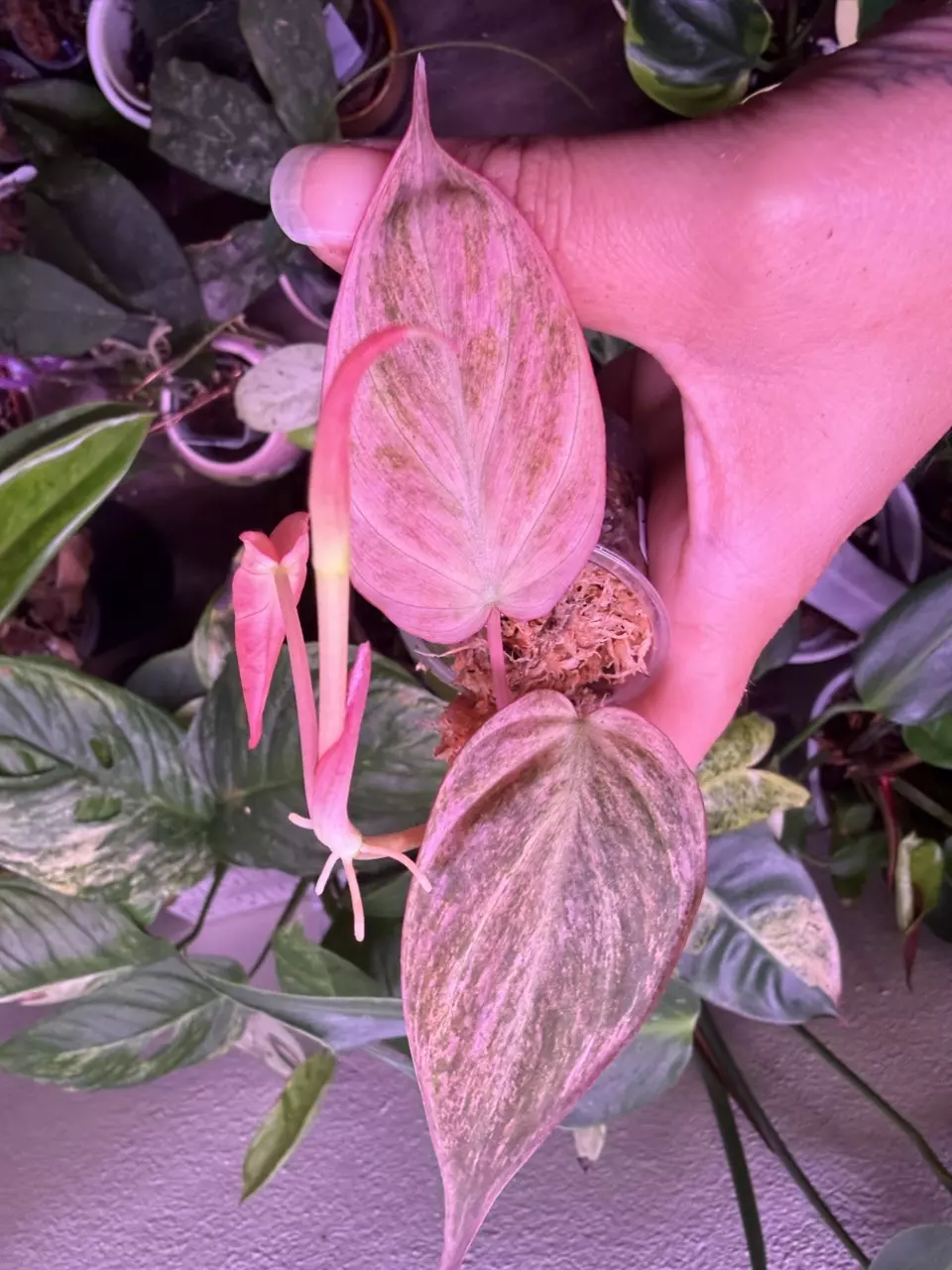 Pink mint  Micans galaxy 3nodes thumbnail