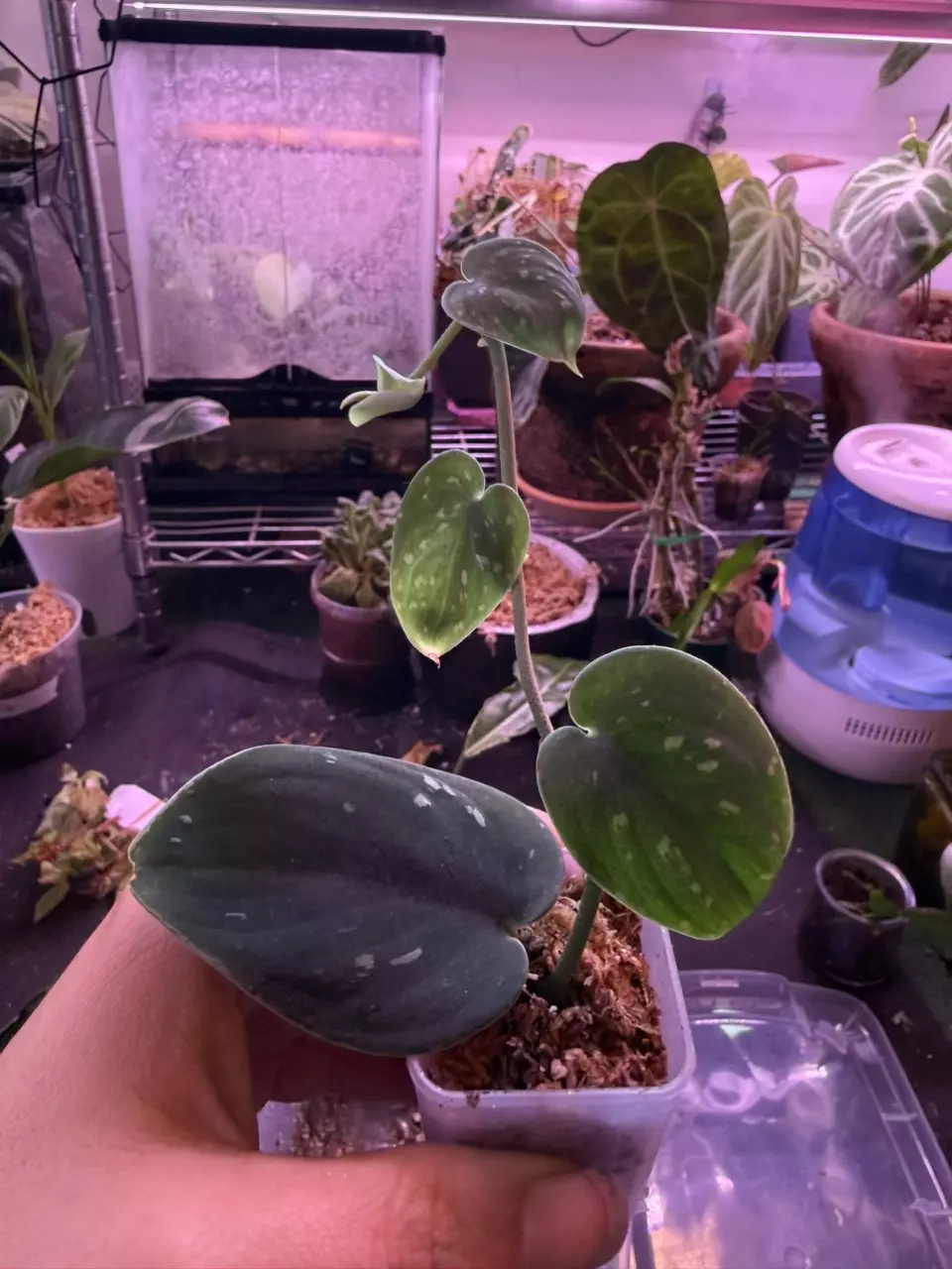 Snake scale scindapsus thumbnail